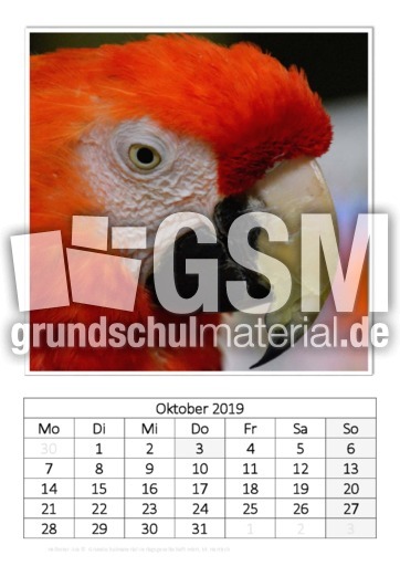 Oktober_Hellroter Ara.pdf